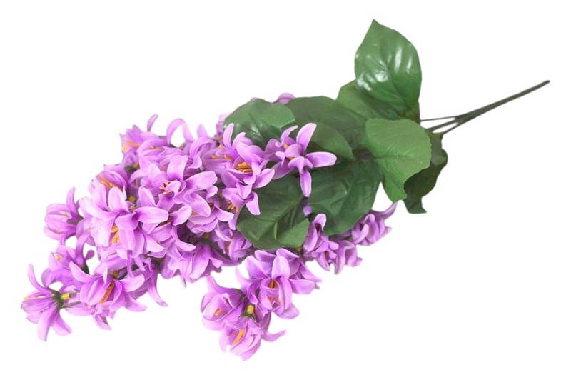Hoa tử đinh hương