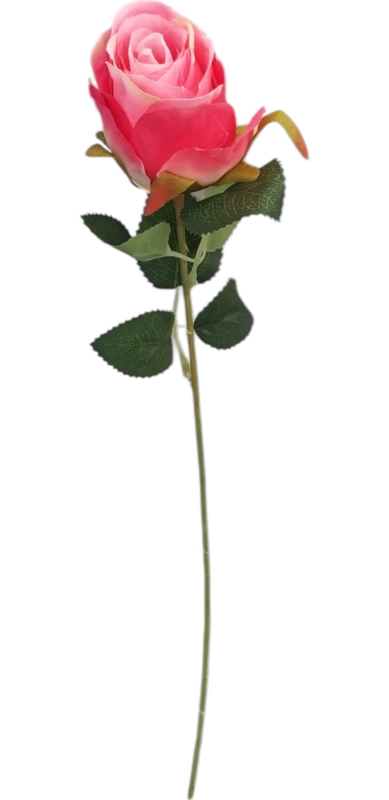 Růže single 51cm tmavě růžová