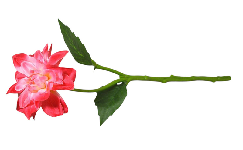 Hoa thược dược