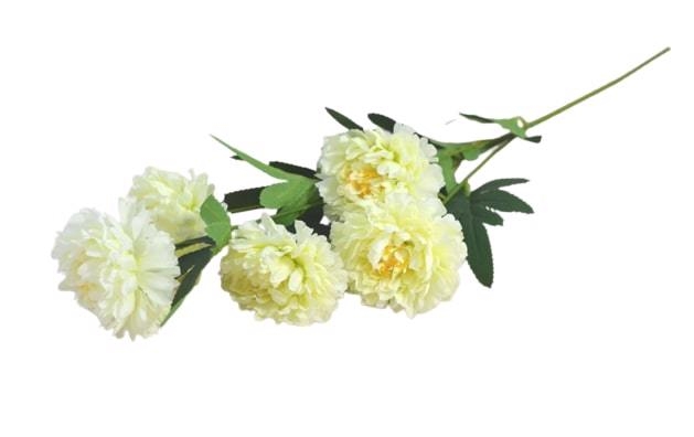 Chryzantéma 5 květů 59cm bílá