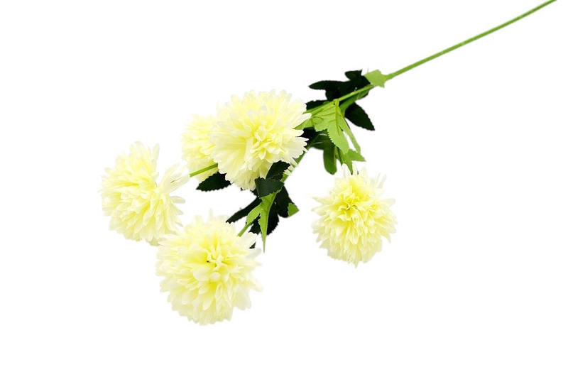 Chryzantéma 5 květů 58cm bílá