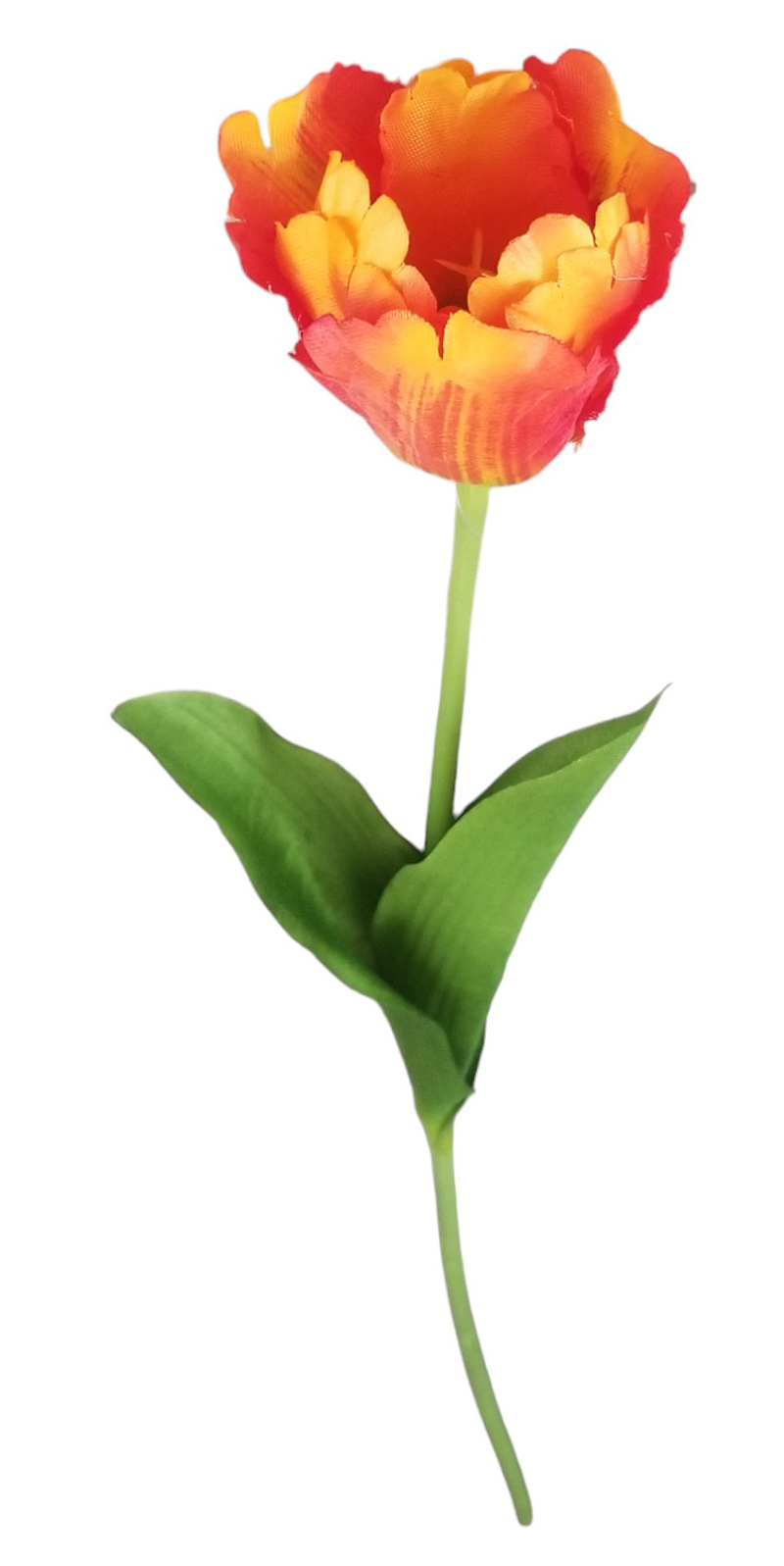 Tulipán roztřepený 53cm oranžový  