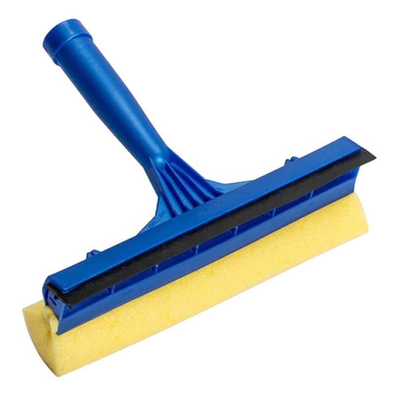 Cây lau cửa sổ 20cm