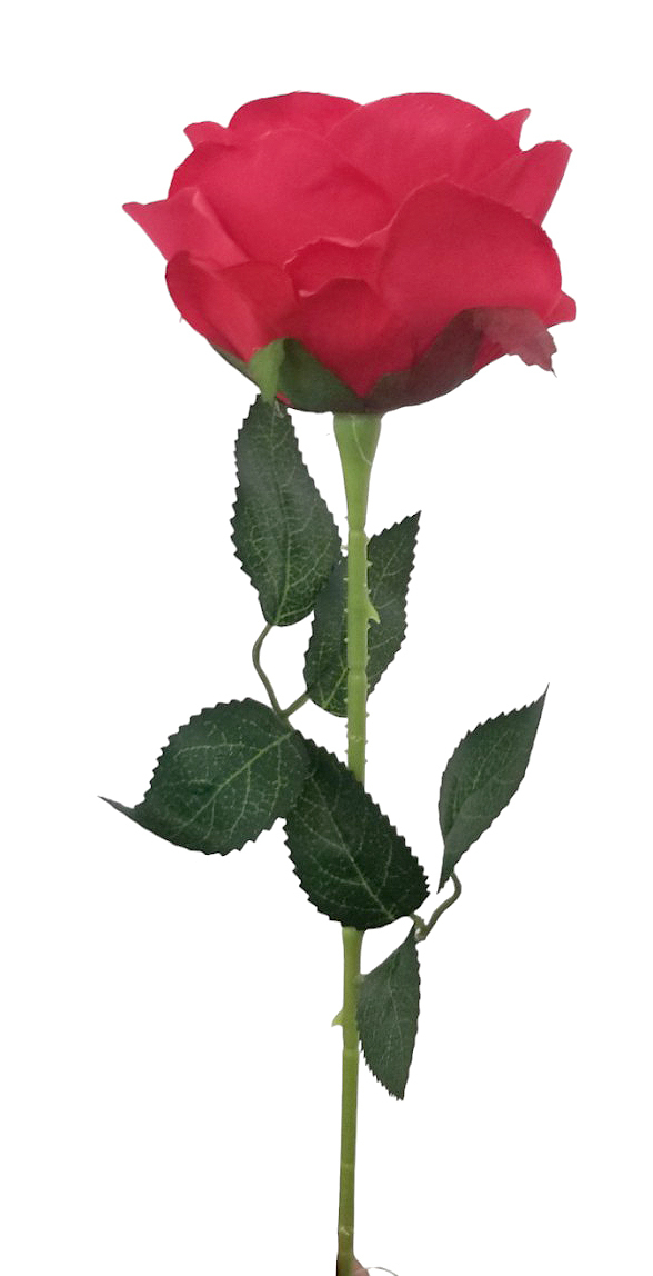 Růže 1 květ 50cm červená 