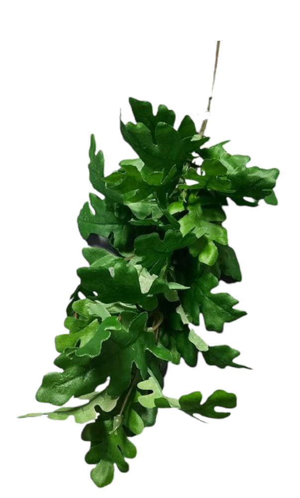 Větev dub podzimní po 12 67cm