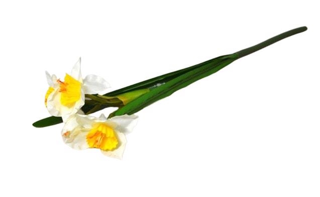 Narcis 4 květy 40cm bílý 