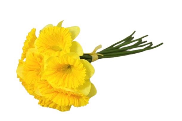 Narcis svazek 33cm žlutý malé květy 