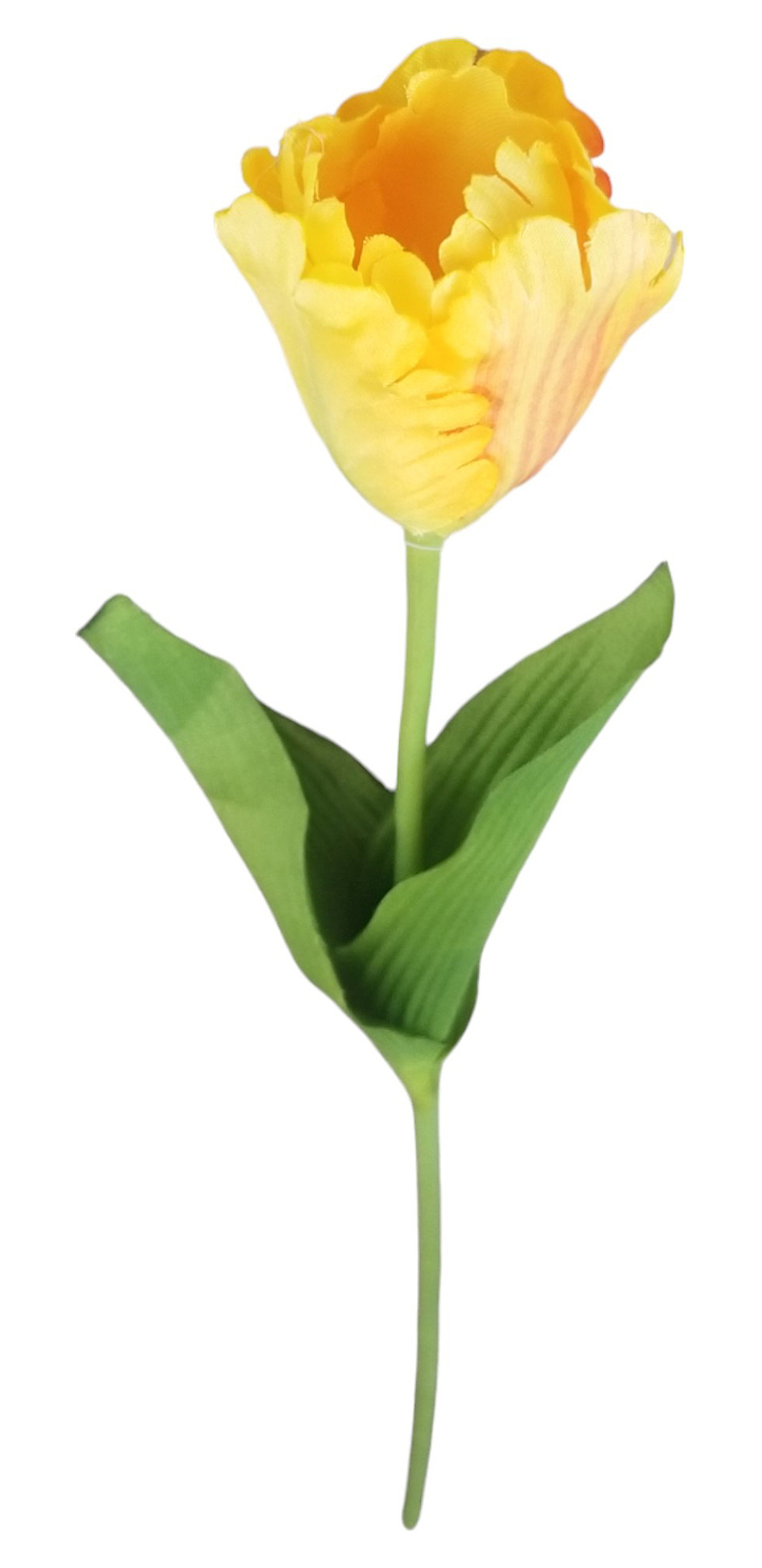 Tulipán roztřepený 53cm žlutý