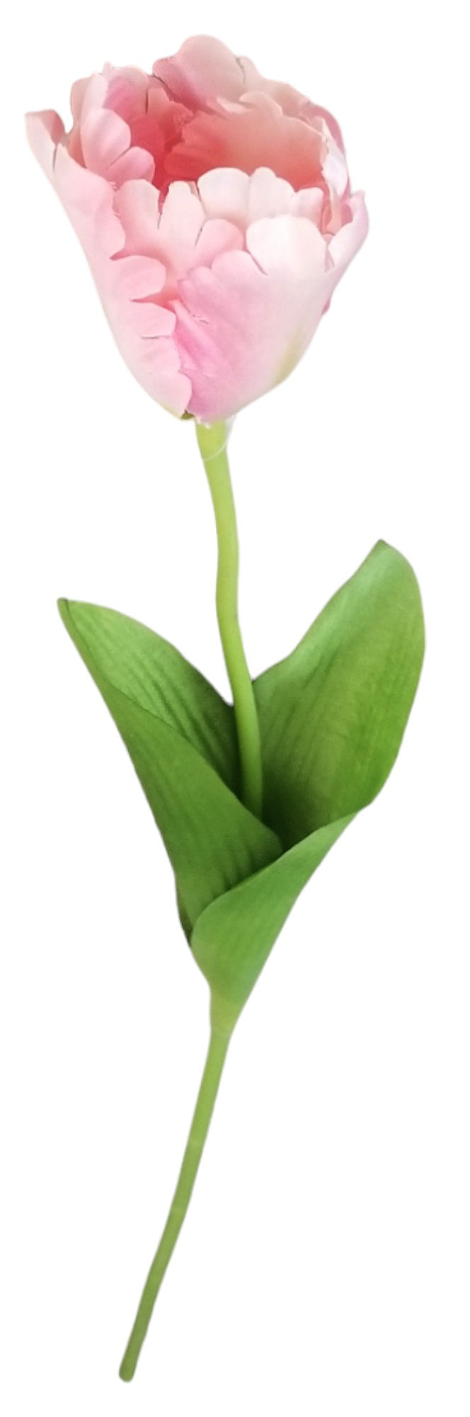 Tulipán roztřepený 53cm růžový