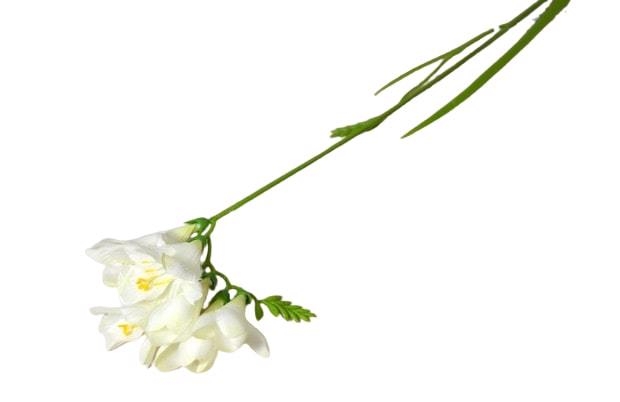 Hoa giả 56cm