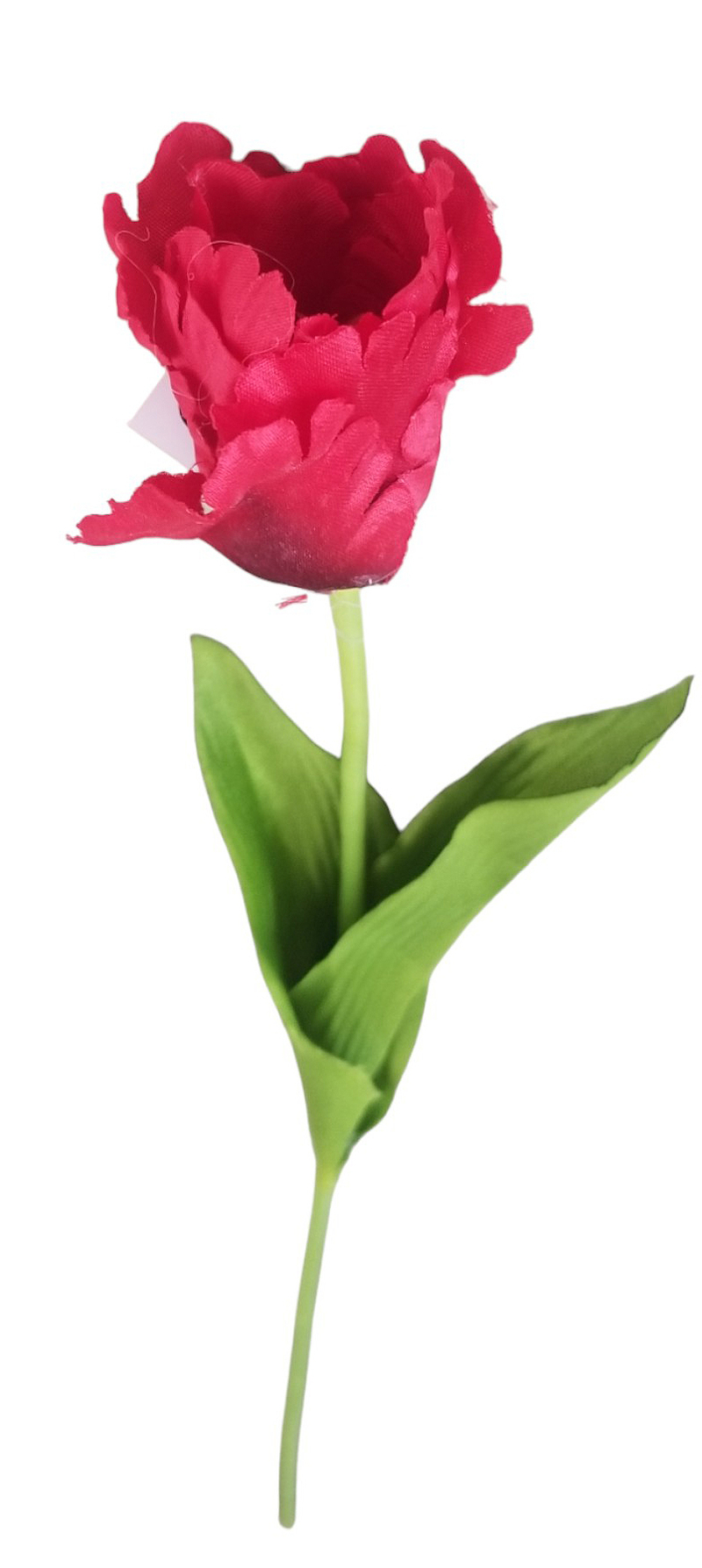 Tulipán roztřepený 53cm červený 