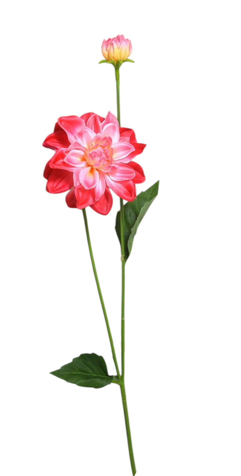 Jiřina single 2 květy 54cm červenobílá