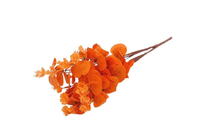 Bạch đàn cam 48cm