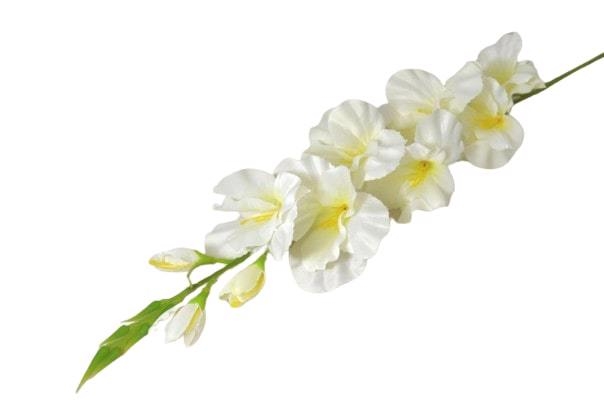 Gladiola 76cm bílá 